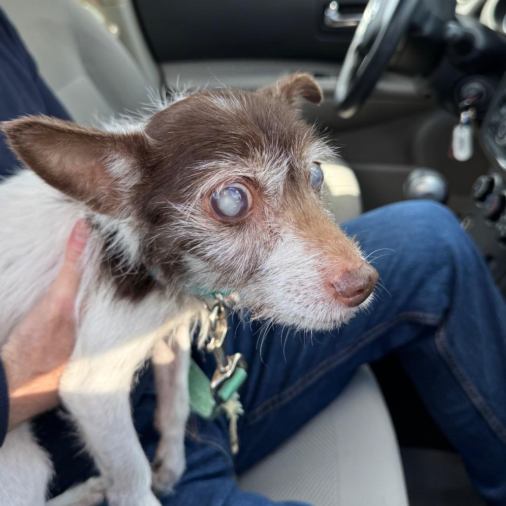 Enlarge Chloe, a Adoptable Toy Fox Terrier in Vineland, NJ image 3/3