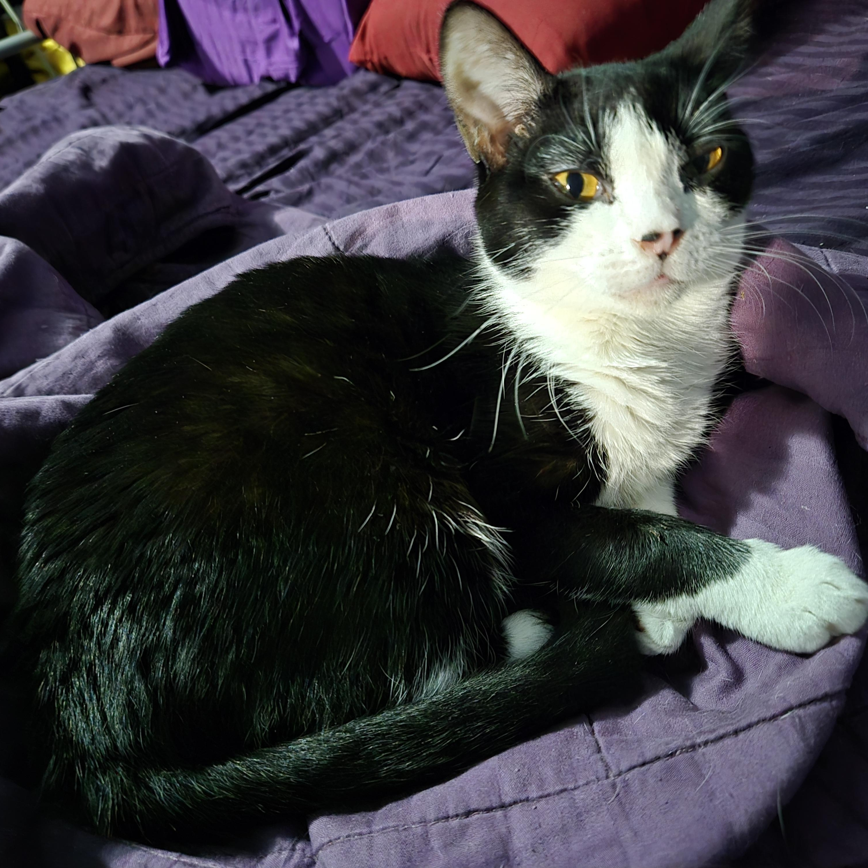 Enlarge Pinky, a Adoptable mixed breed in Atwater, CA image 1/3