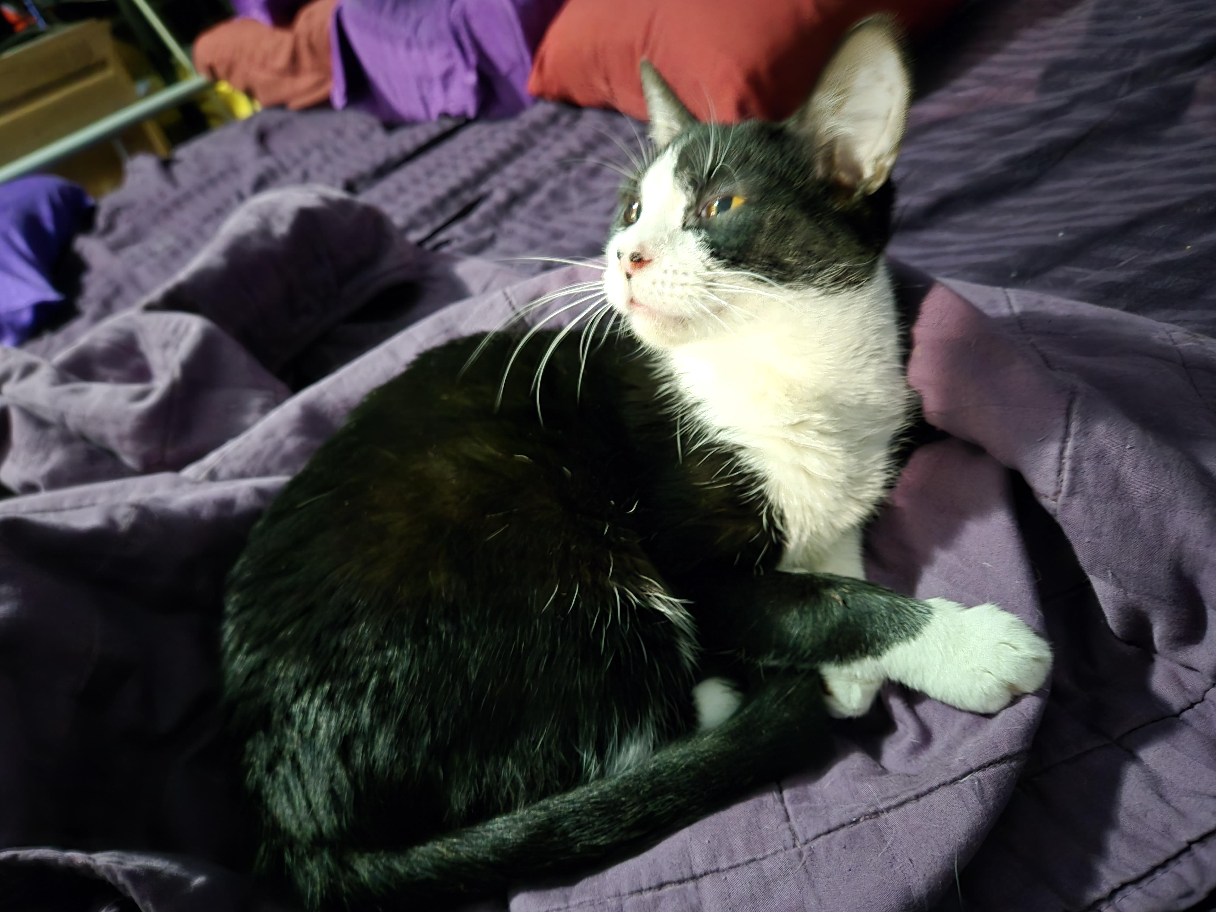 Enlarge Pinky, a Adoptable mixed breed in Atwater, CA image 2/3