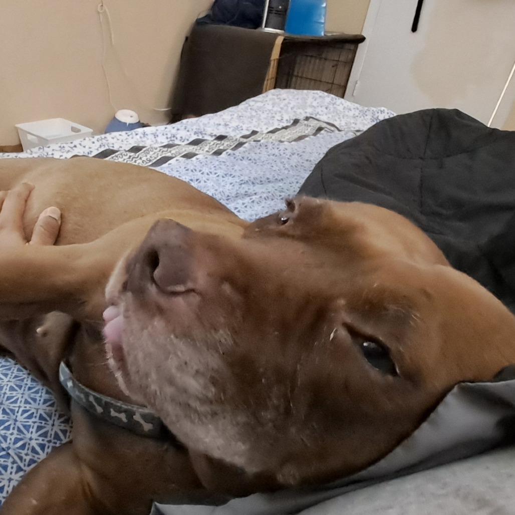 Enlarge Mothra, a Adoptable mixed breed in Tuscaloosa, AL image 1/6