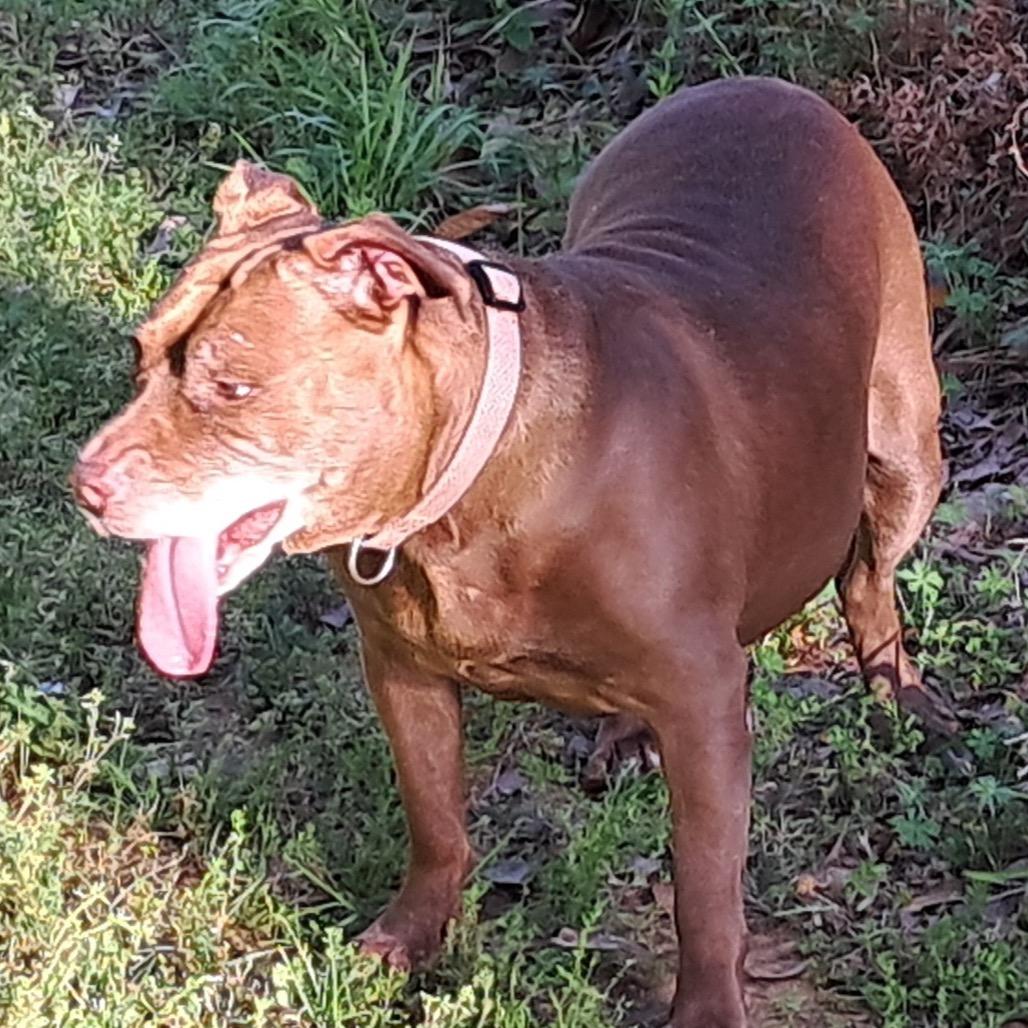 Enlarge Mothra, a Adoptable mixed breed in Tuscaloosa, AL image 2/6