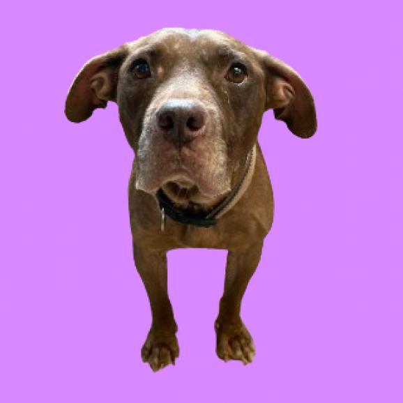 Mothra, Adoptable, Senior Female Labrador Retriever & Terrier.