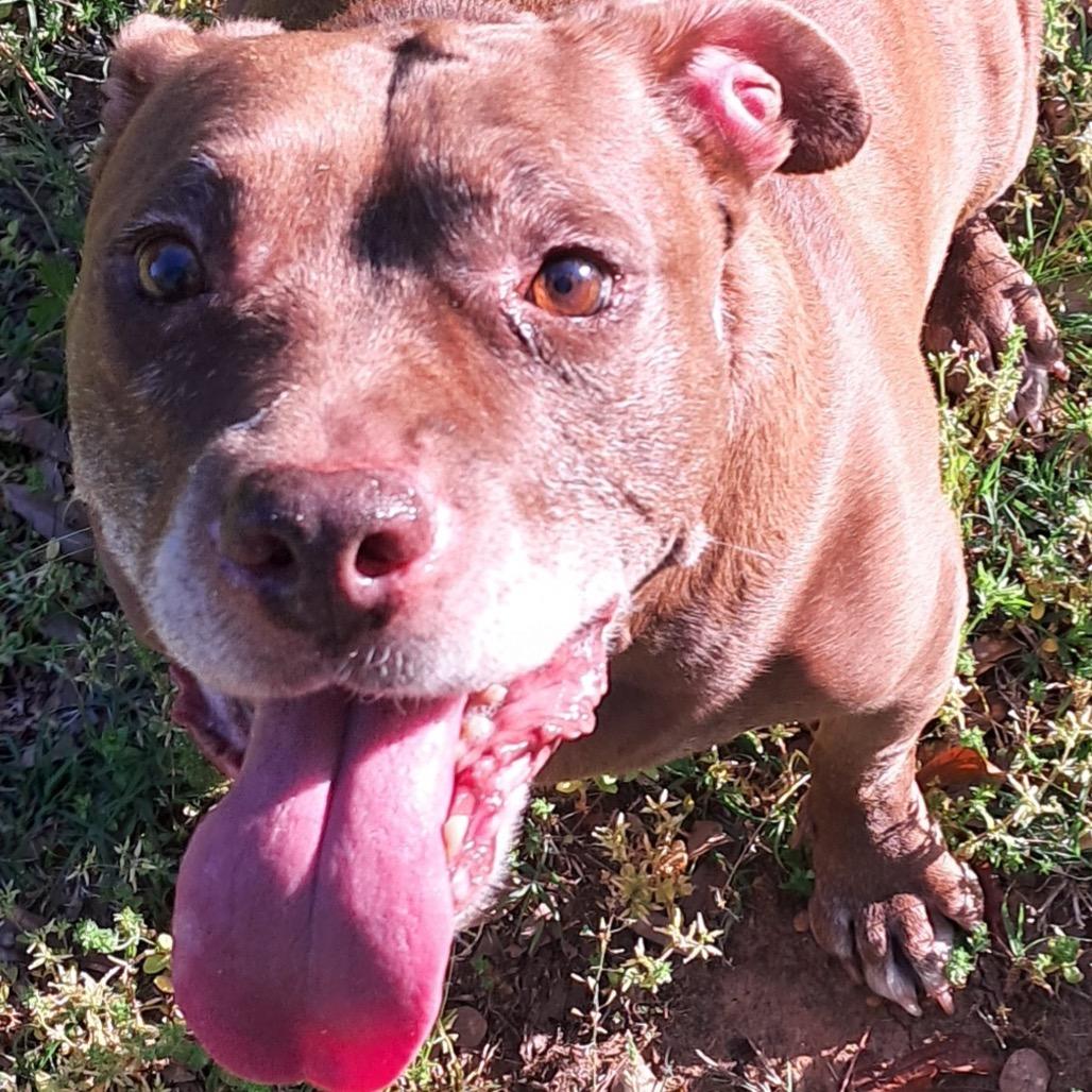 Enlarge Mothra, a Adoptable mixed breed in Tuscaloosa, AL image 4/6