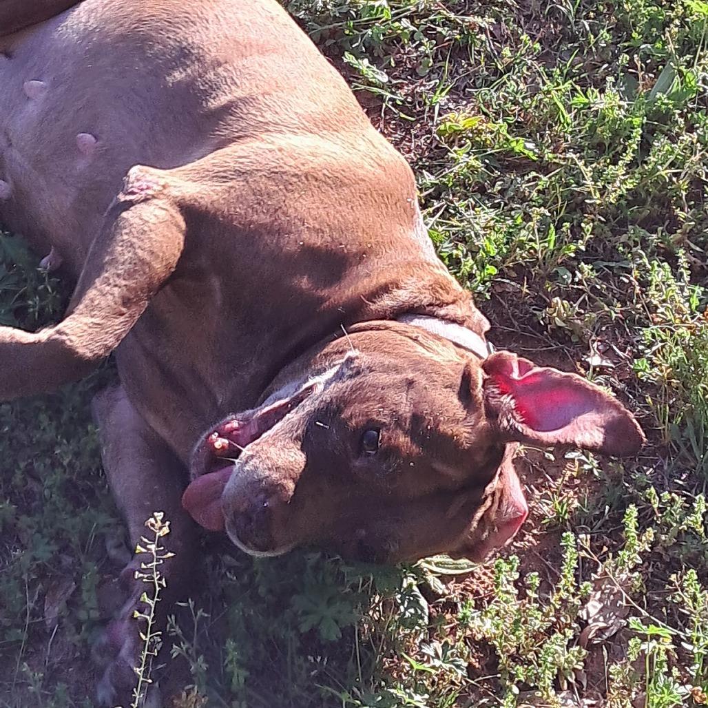 Enlarge Mothra, a Adoptable mixed breed in Tuscaloosa, AL image 5/6
