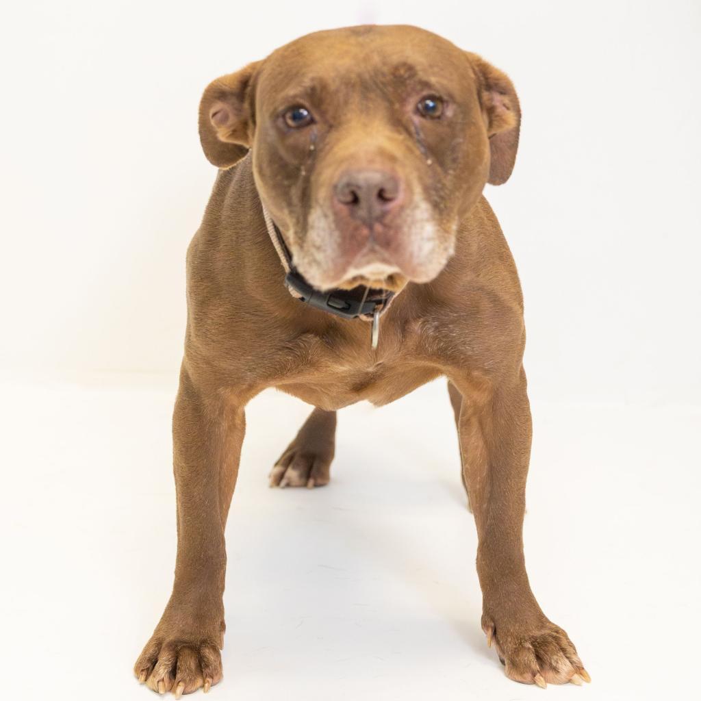 Enlarge Mothra, a Adoptable mixed breed in Tuscaloosa, AL image 2/2