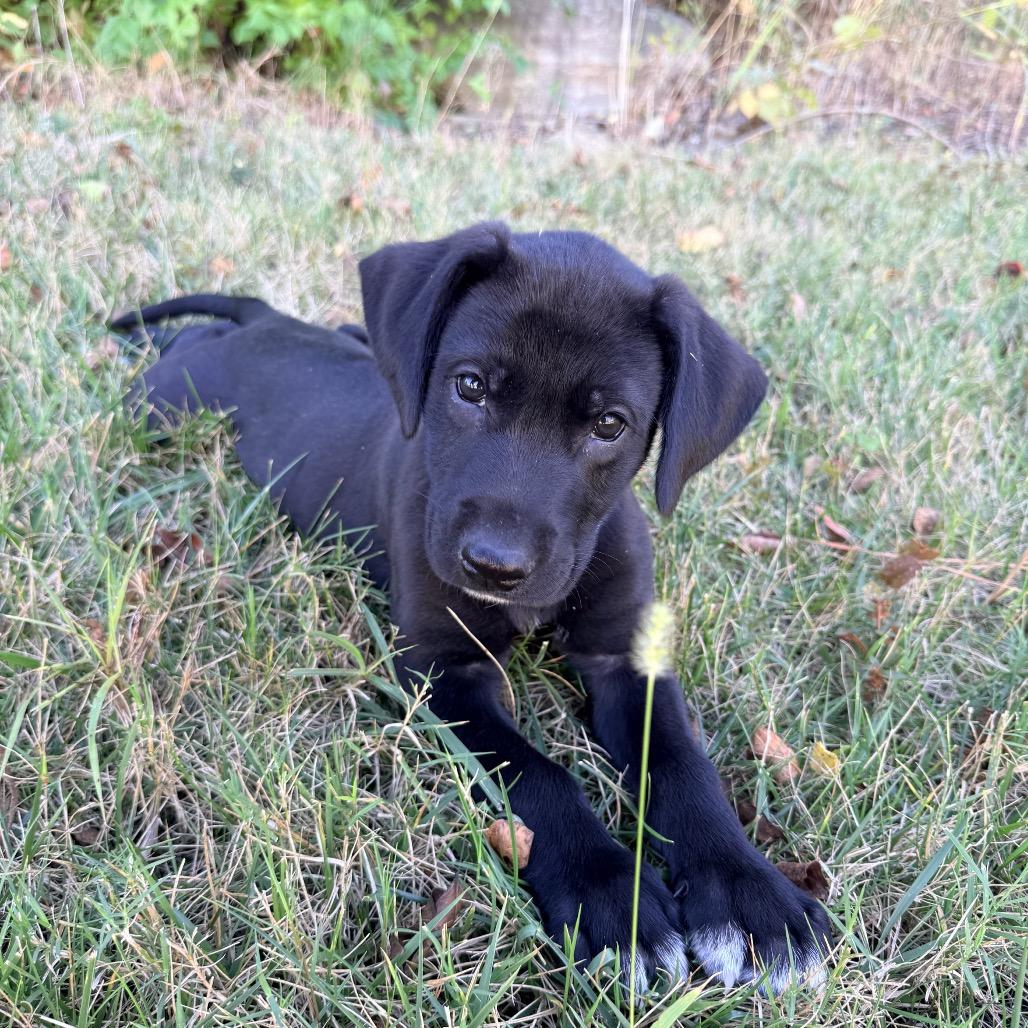 Bobby Lee, Adoptable, Puppy Male Labrador Retriever & Mountain Cur.