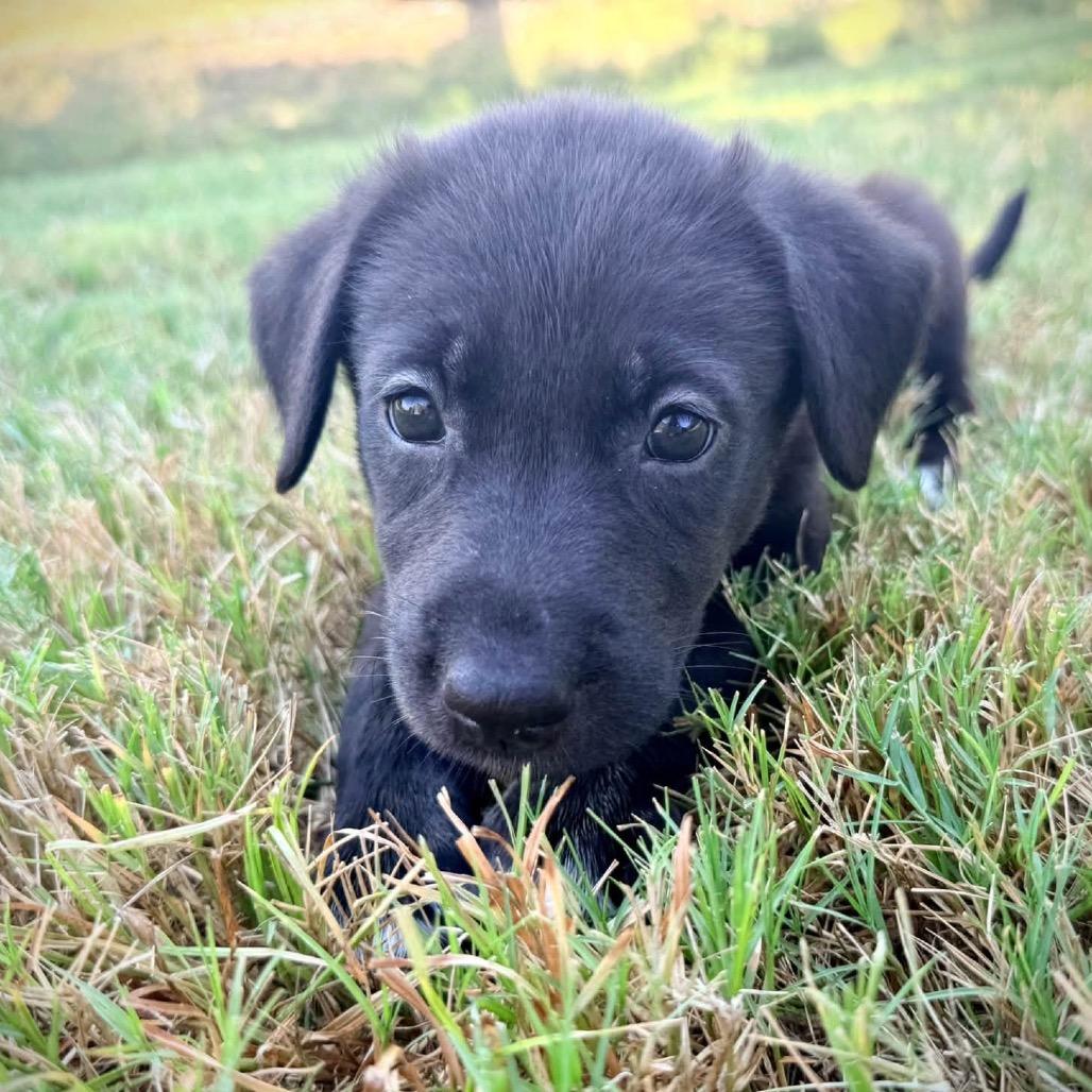 Enlarge Bobby Lee, a Adoptable mixed breed in Goodlettsville, TN image 2/5