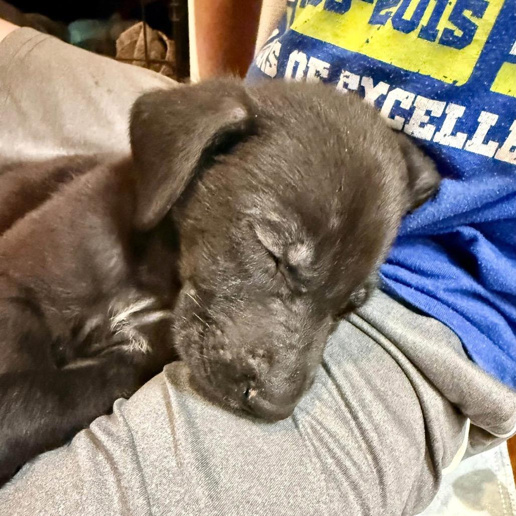 Enlarge Bobby Lee, a Adoptable mixed breed in Goodlettsville, TN image 3/5