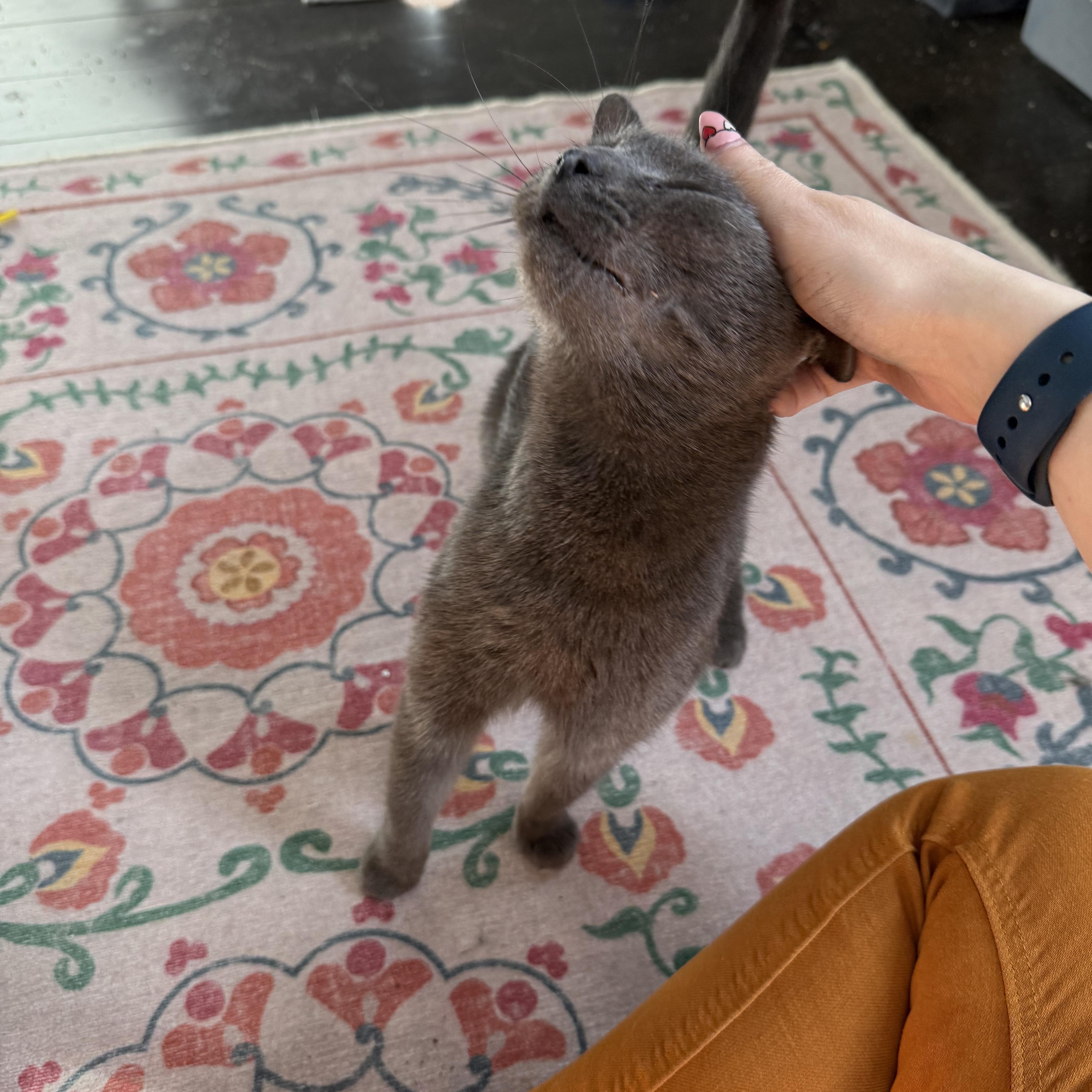 Chelsea *FELV*, a Adoptable Domestic Short Hair in Philadelphia, PA image 5/6