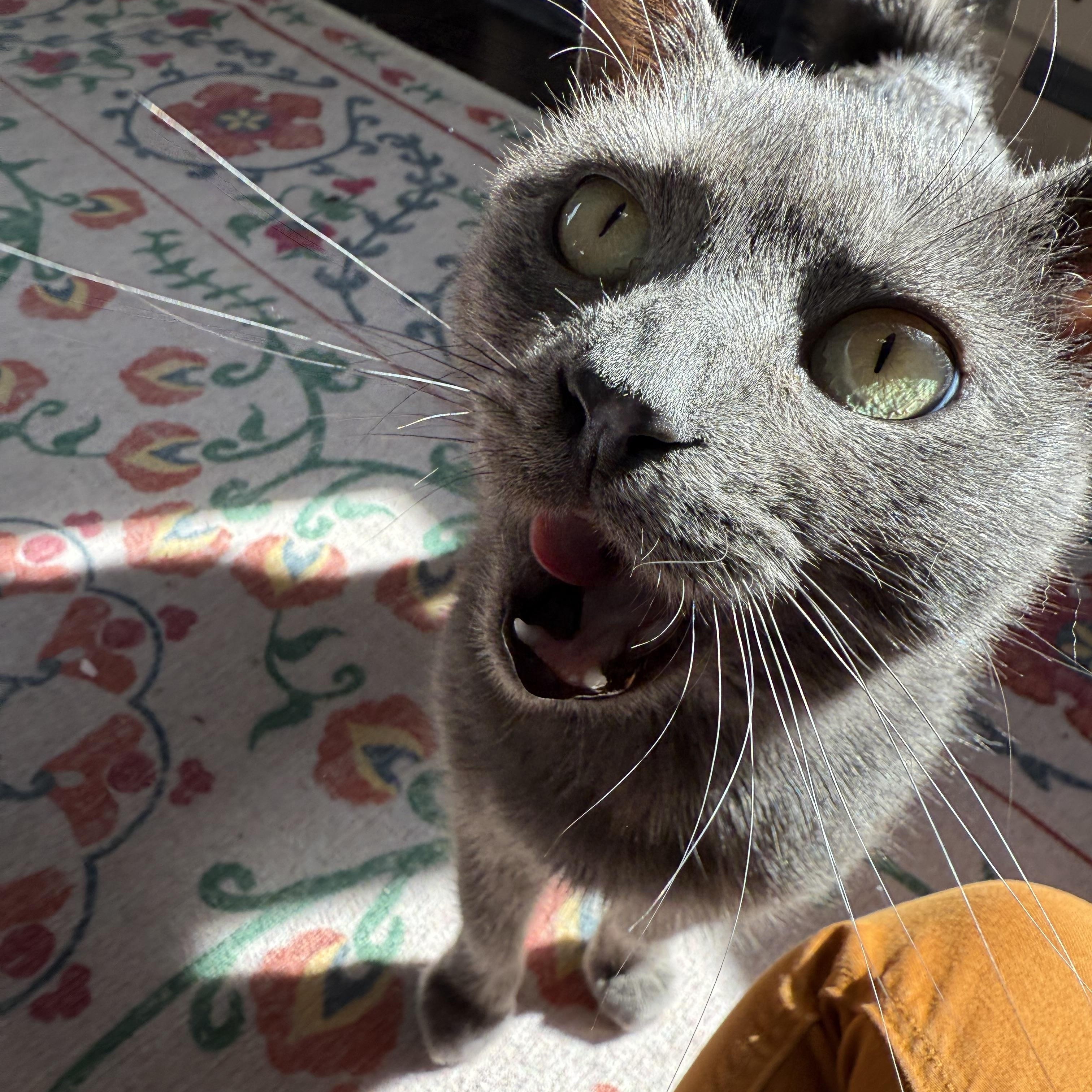 Chelsea *FELV*, a Adoptable Domestic Short Hair in Philadelphia, PA image 6/6
