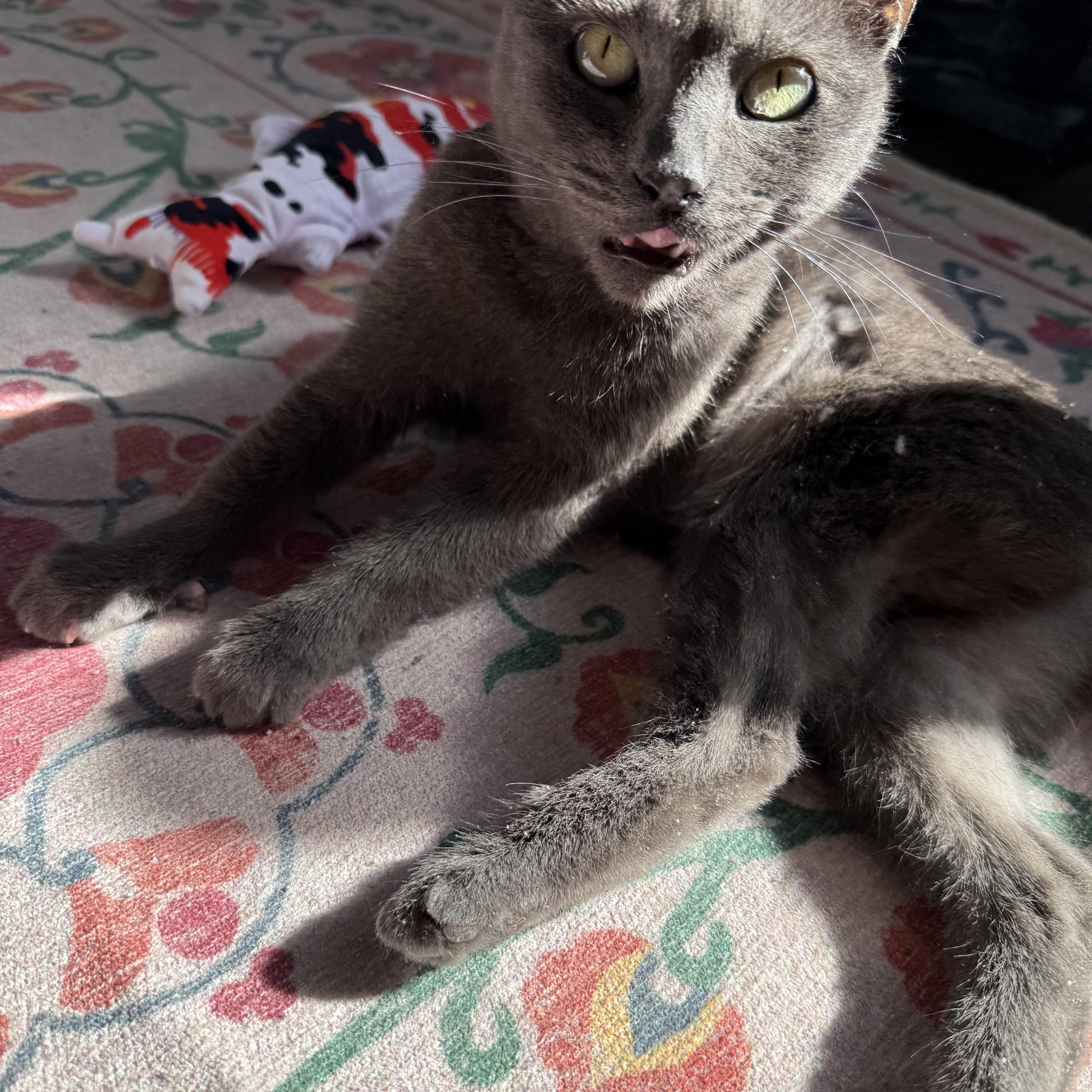 Chelsea *FELV*, a Adoptable Domestic Short Hair in Philadelphia, PA image 3/6