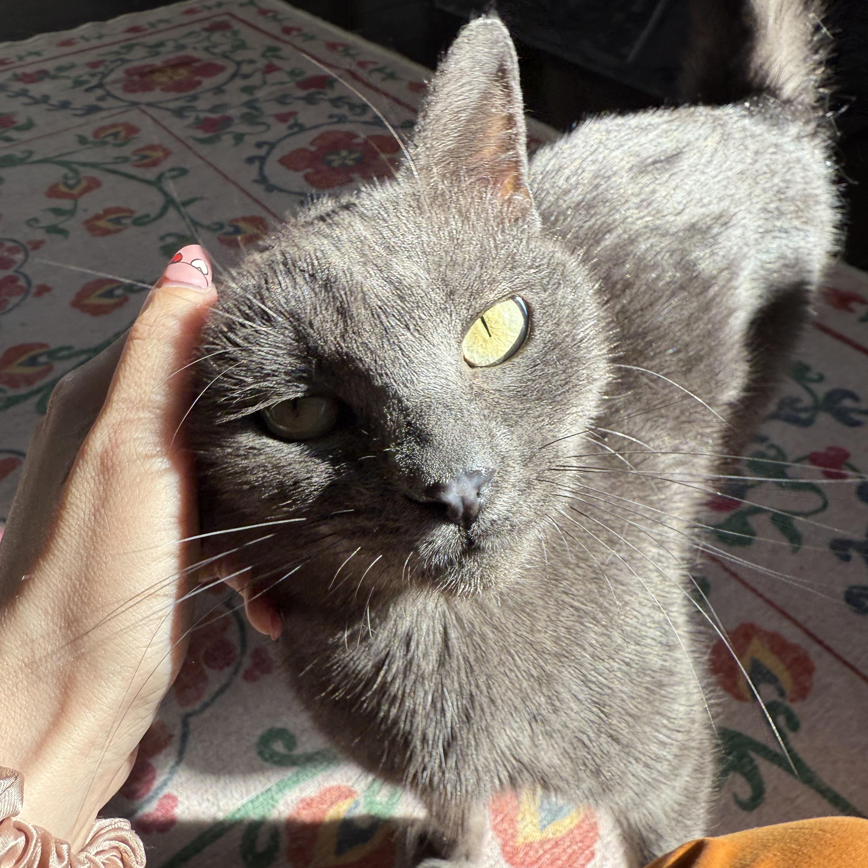 Chelsea *FELV*, a Adoptable Domestic Short Hair in Philadelphia, PA image 4/6