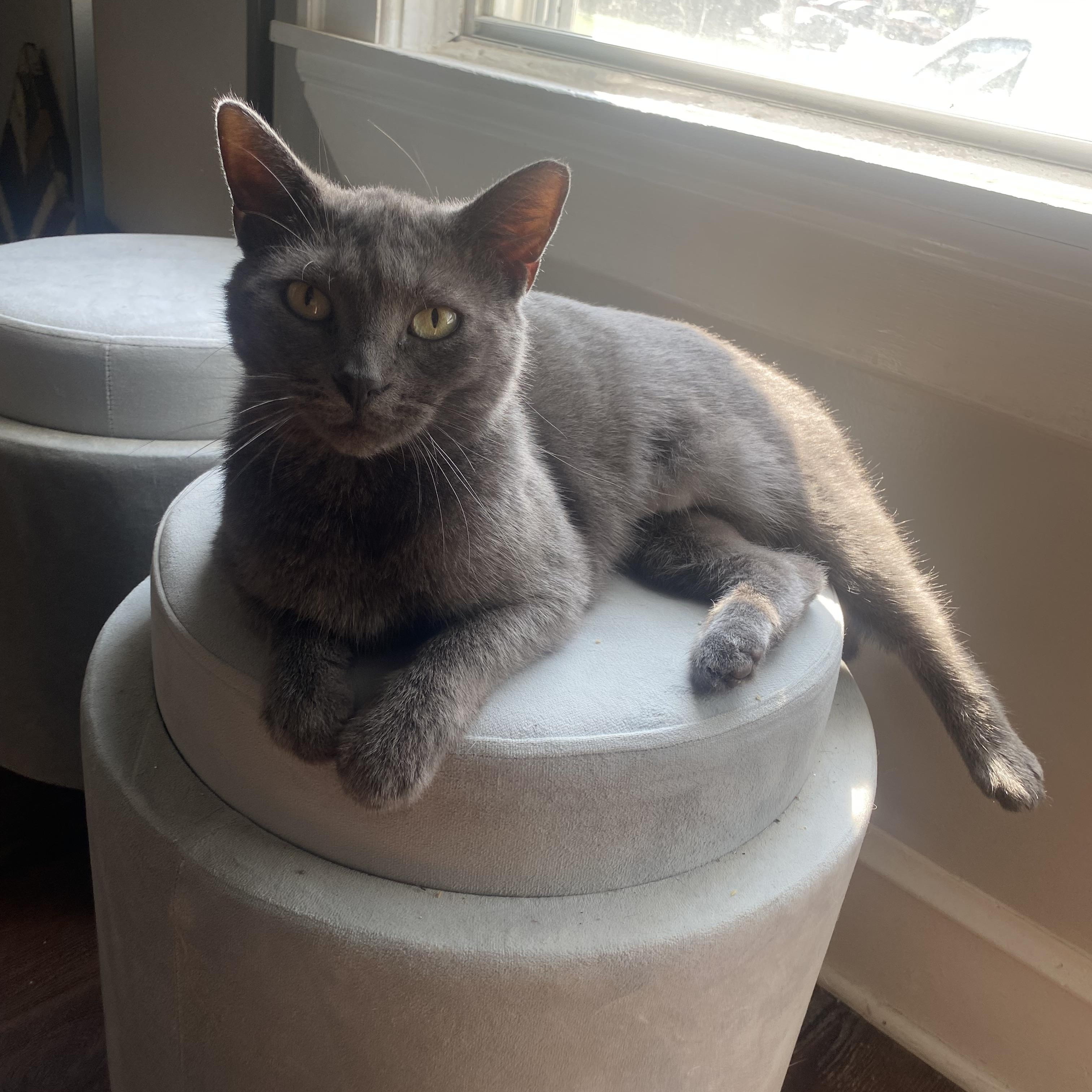 Chelsea *FELV*, a Adoptable Domestic Short Hair in Philadelphia, PA image 2/6