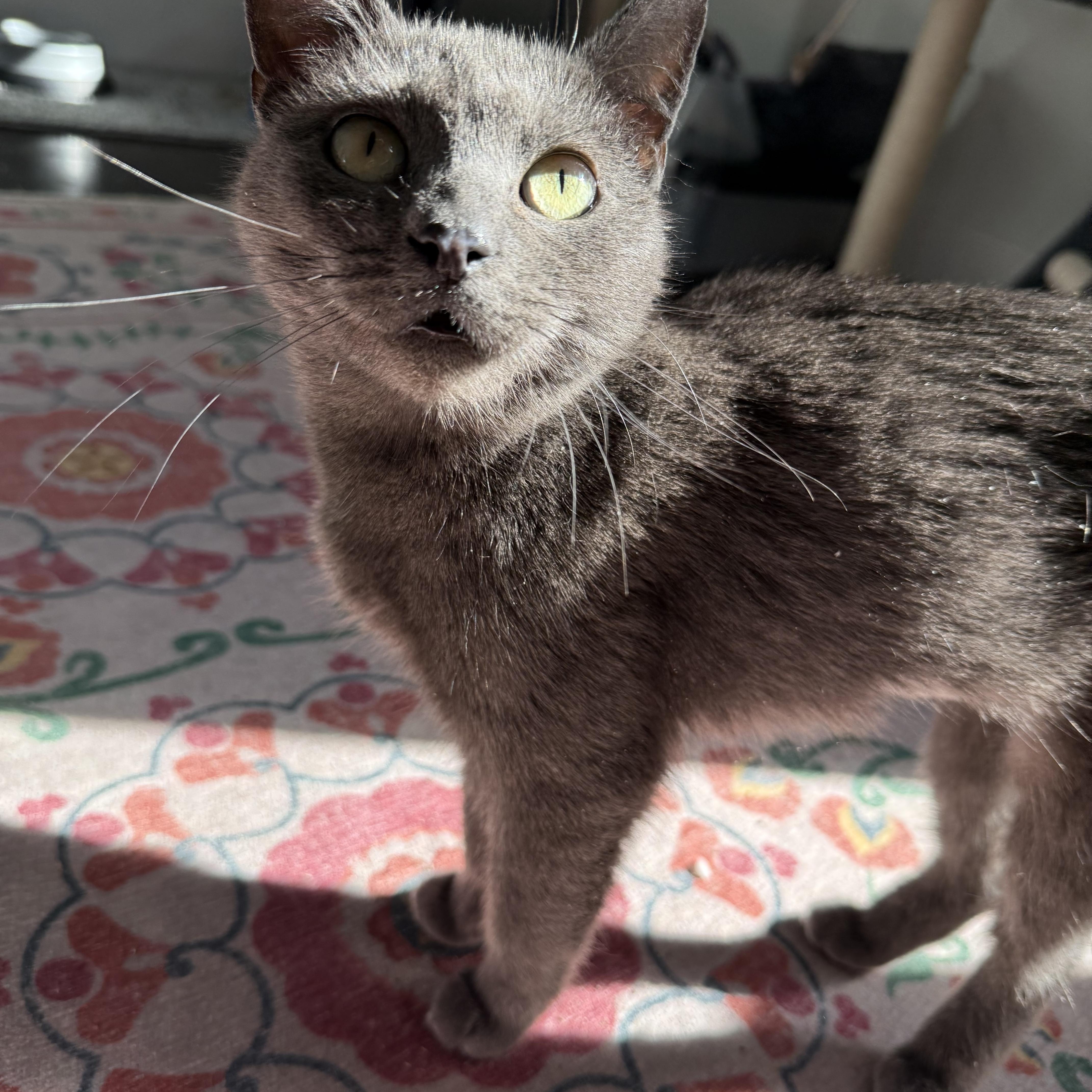 Chelsea *FELV*, a Adoptable Domestic Short Hair in Philadelphia, PA image 1/6