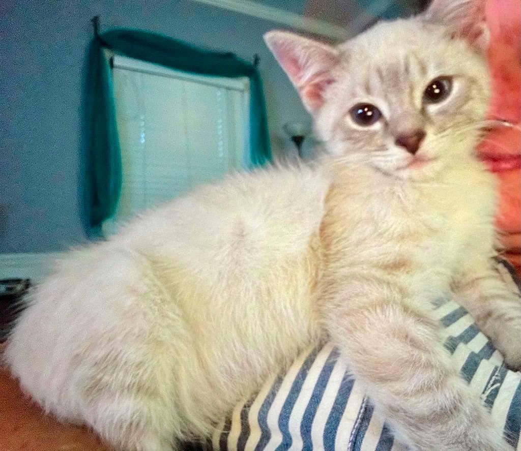 Tenor, Adopted, Kitten Male Domestic Short Hair.