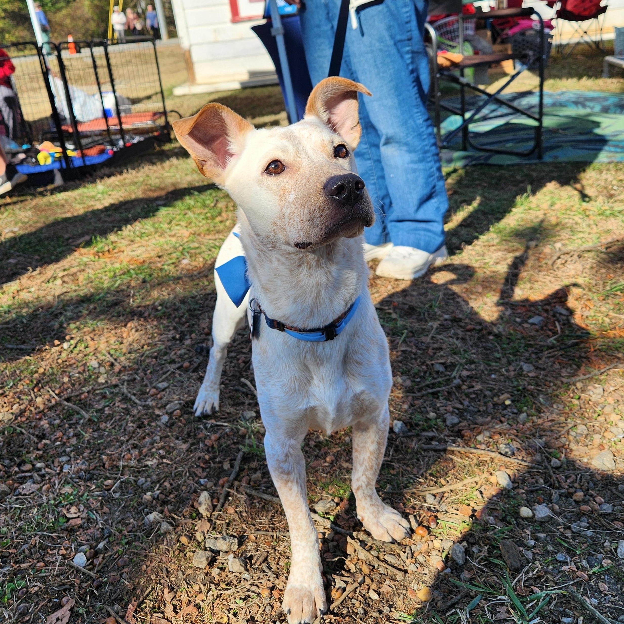 Enlarge Pico! Adorable "Unicorn" dog!, a ADOPTABLE mixed breed in Buford, GA image 1/6