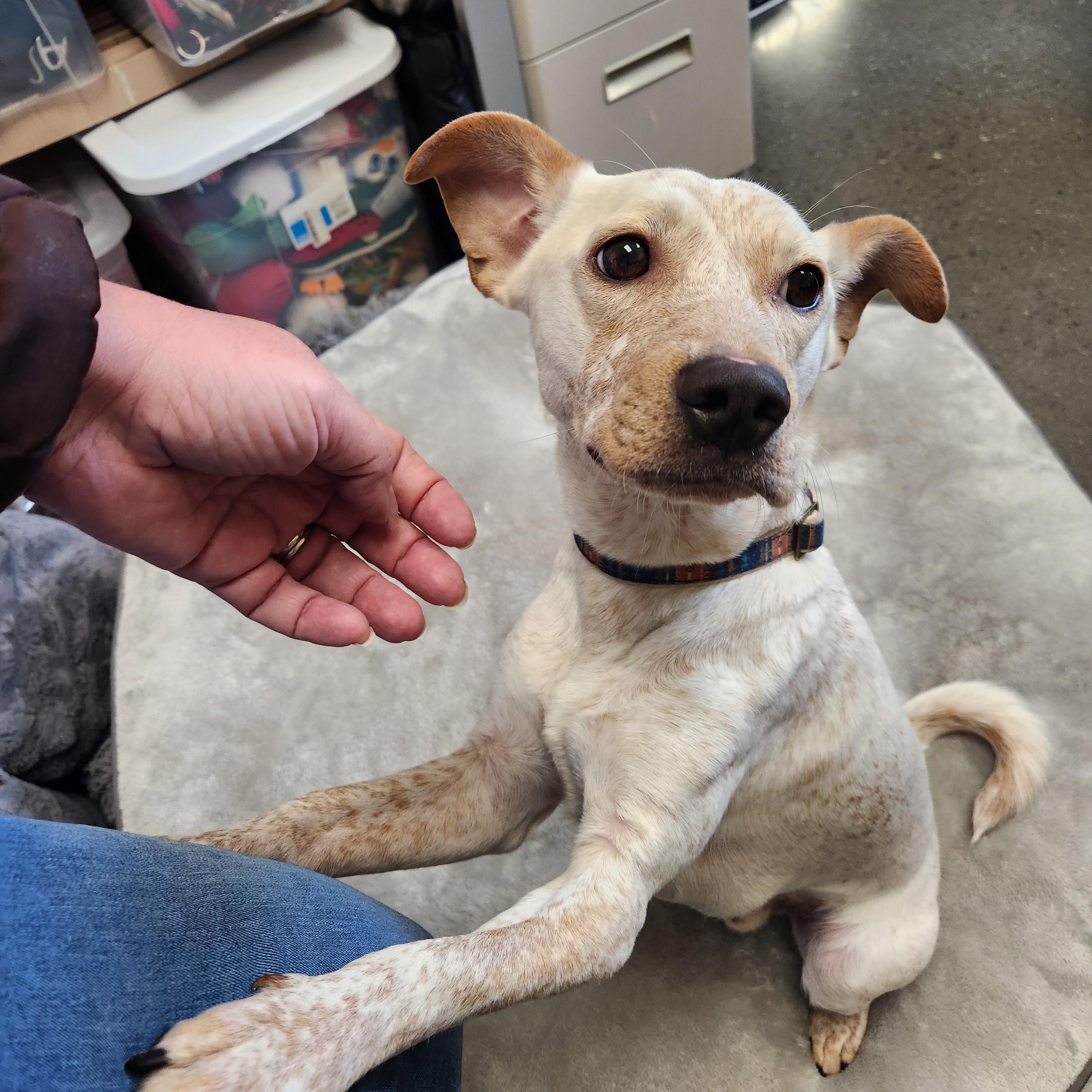 Enlarge Pico! Adorable "Unicorn" dog!, a ADOPTABLE mixed breed in Buford, GA image 2/6