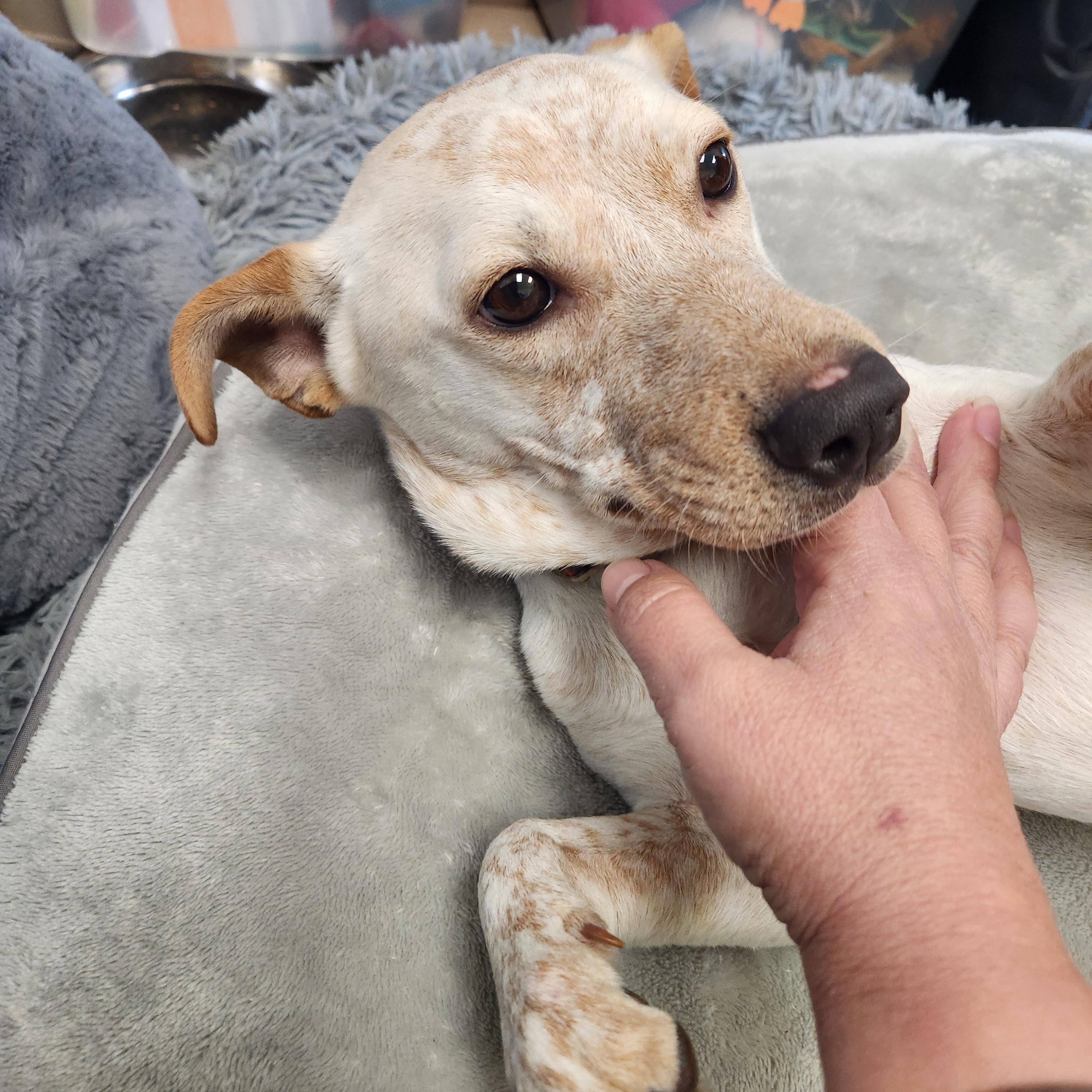 Enlarge Pico! Adorable "Unicorn" dog!, a ADOPTABLE mixed breed in Buford, GA image 3/6