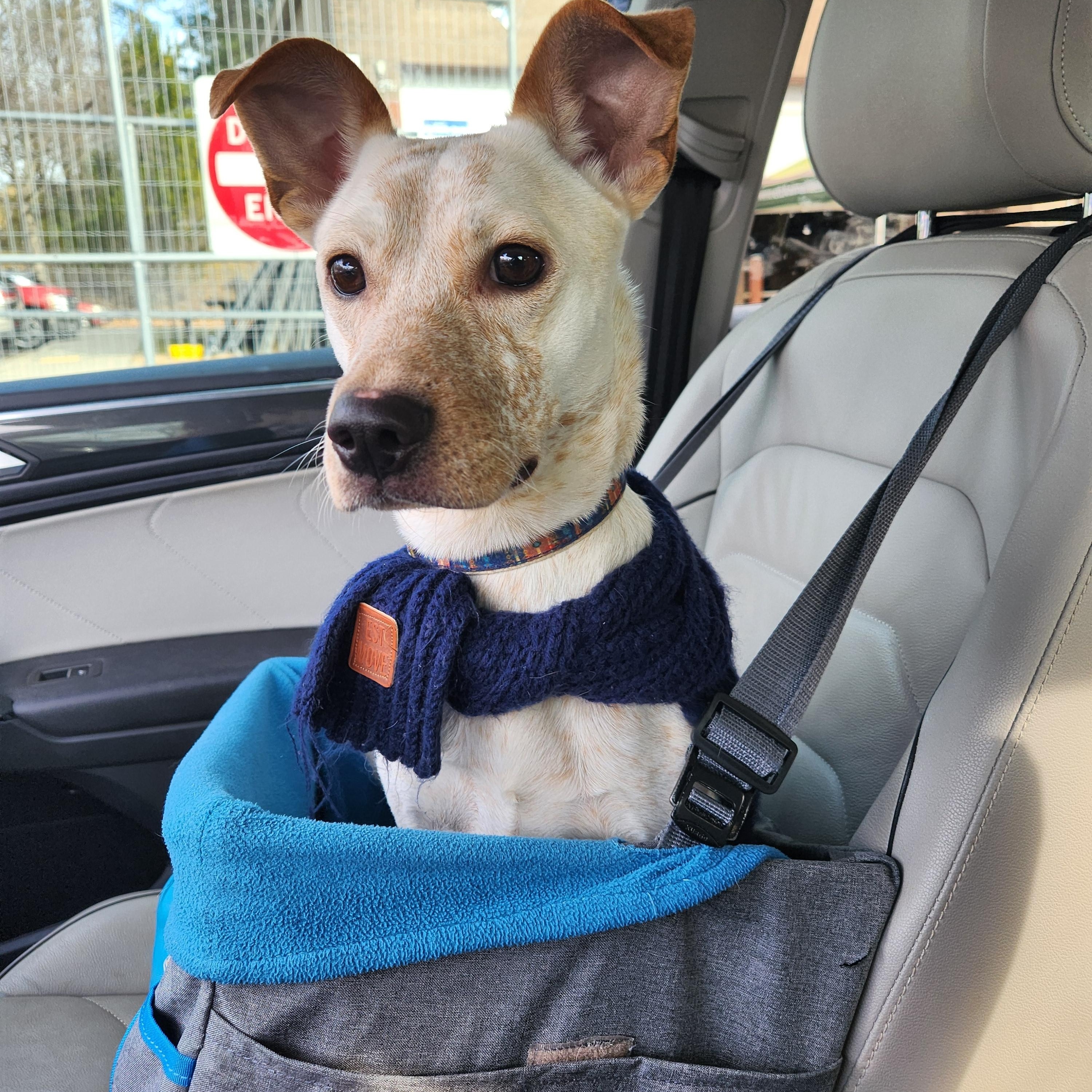 Enlarge Pico! Adorable "Unicorn" dog!, a ADOPTABLE mixed breed in Buford, GA image 4/6