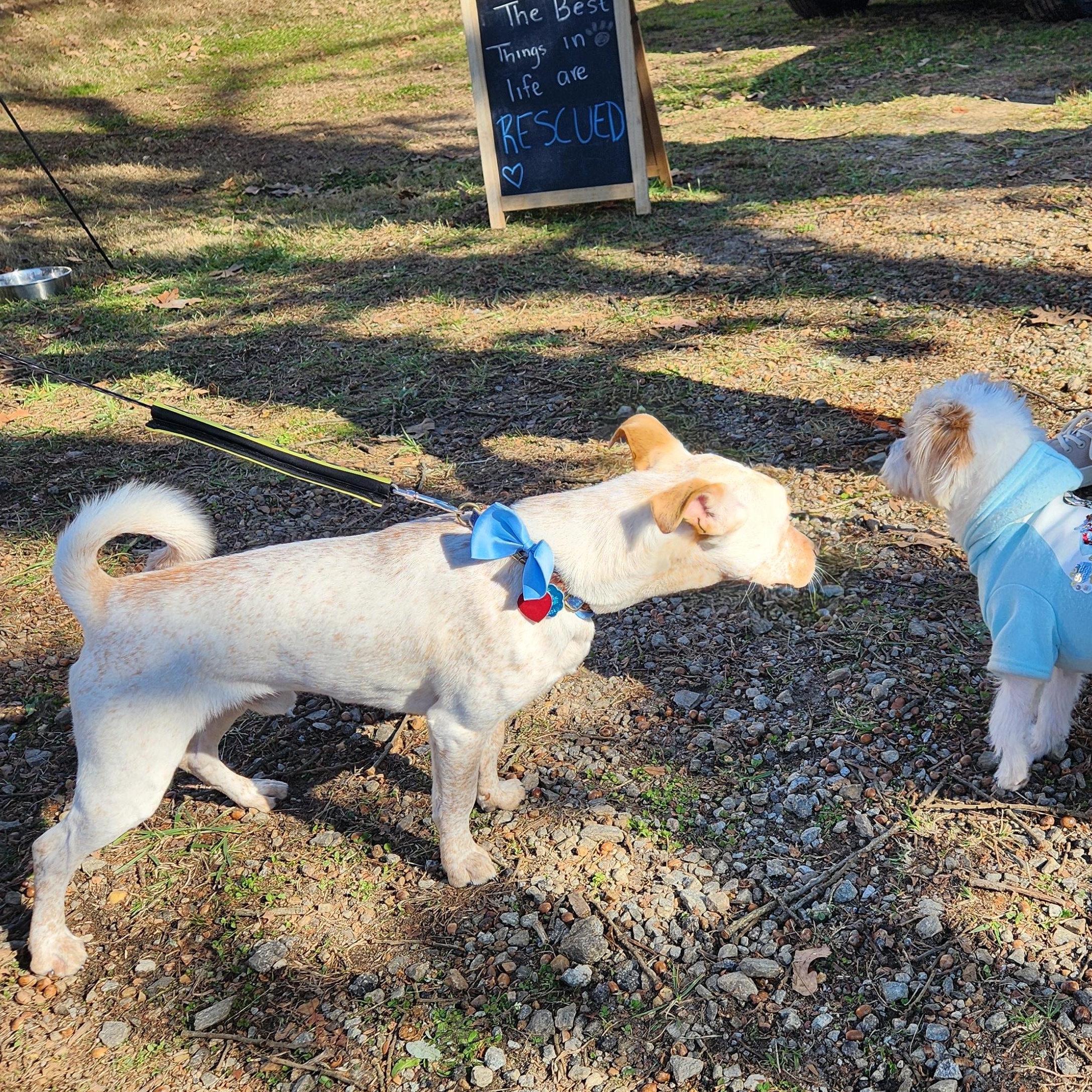 Enlarge Pico! Adorable "Unicorn" dog!, a ADOPTABLE mixed breed in Buford, GA image 5/6