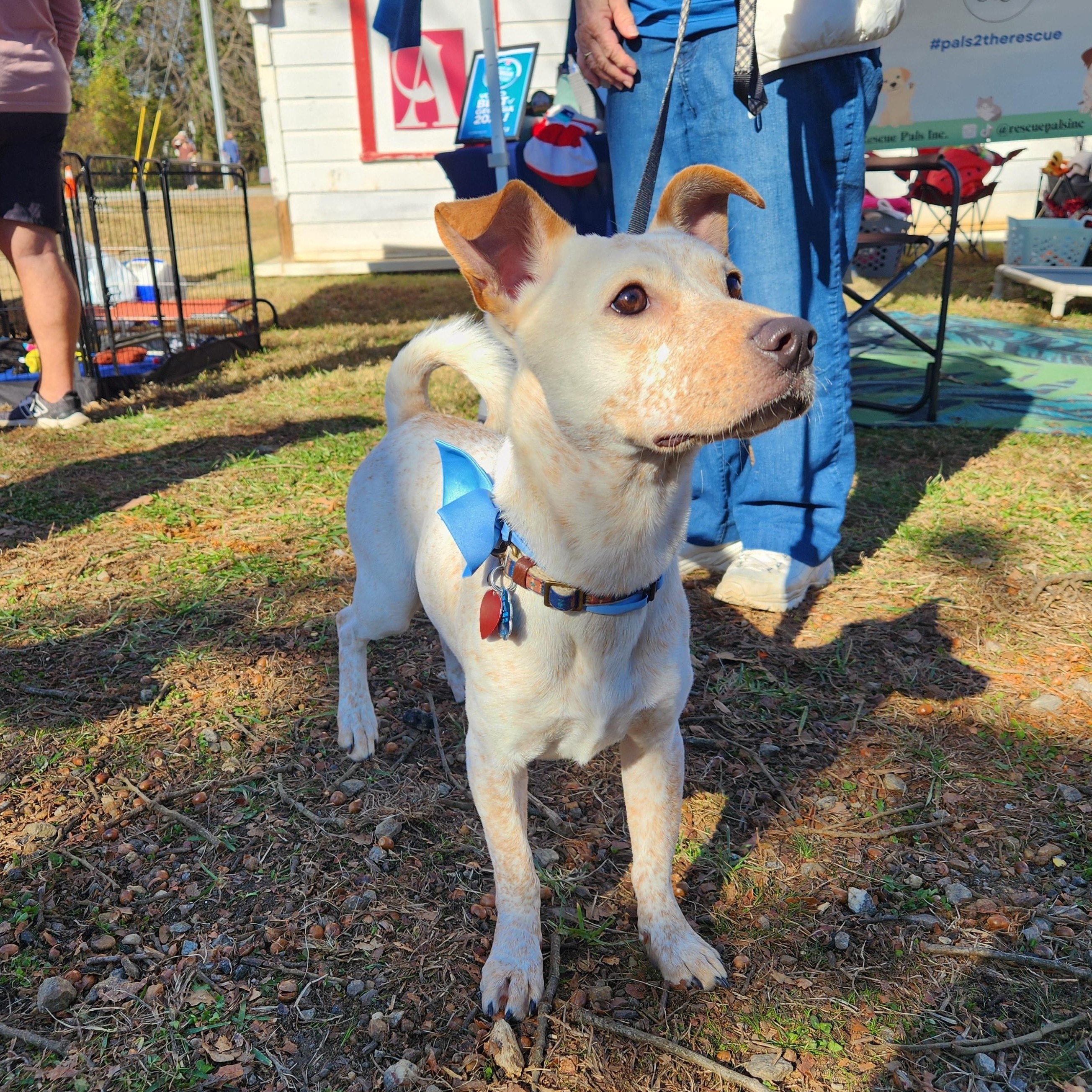 Enlarge Pico! Adorable "Unicorn" dog!, a ADOPTABLE mixed breed in Buford, GA image 6/6