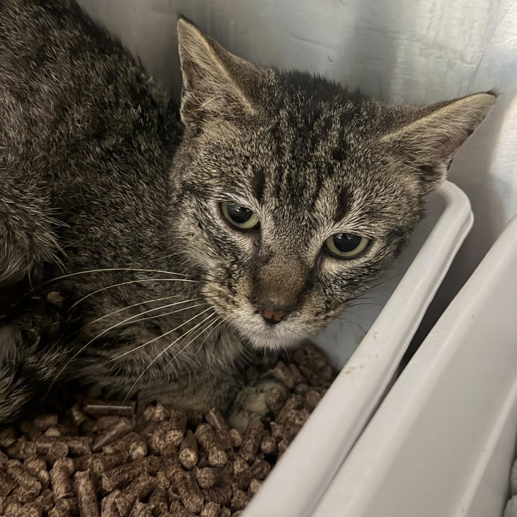 Enlarge Vito, a Adoptable Domestic Short Hair in Marion, VA image 1/2