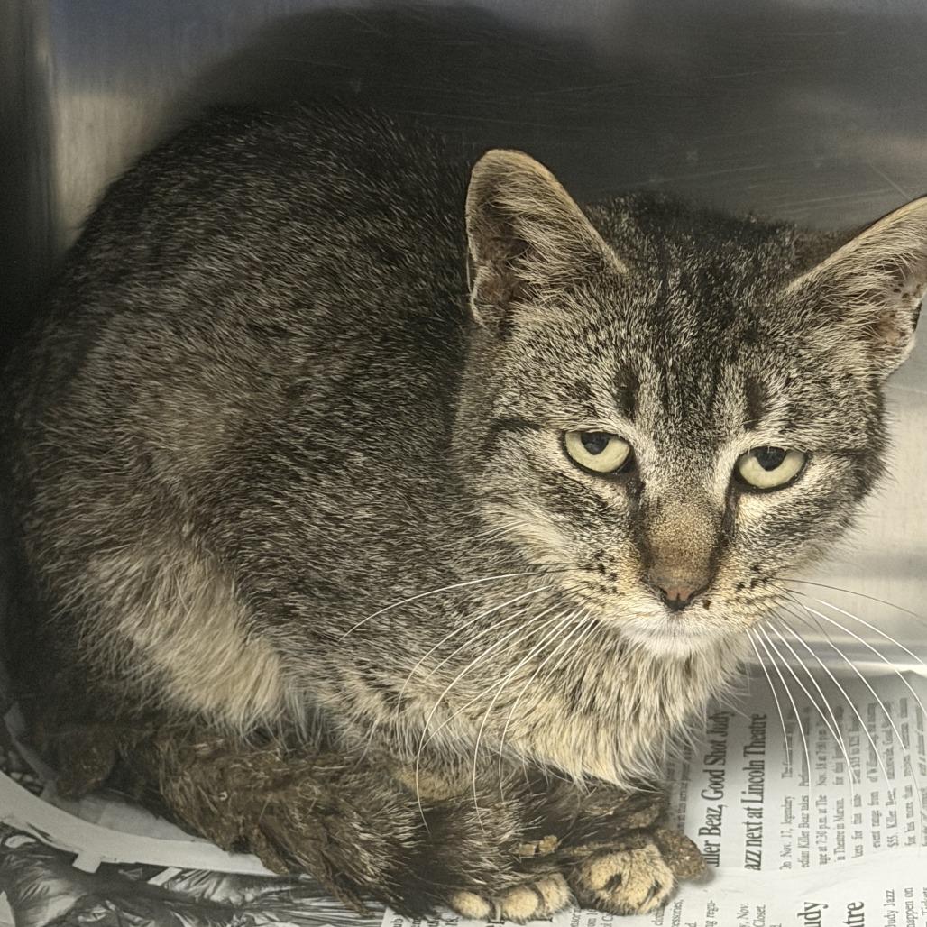 Enlarge Vito, a Adoptable Domestic Short Hair in Marion, VA image 2/2