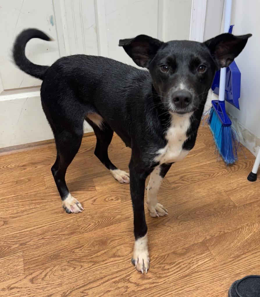 Dobbie, a Adoptable Mixed Breed in Crocker, MO image 1/2