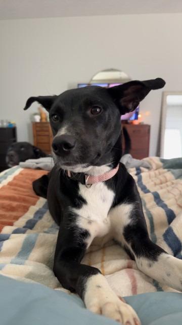 Dobbie, a Adoptable Mixed Breed in Crocker, MO image 2/2