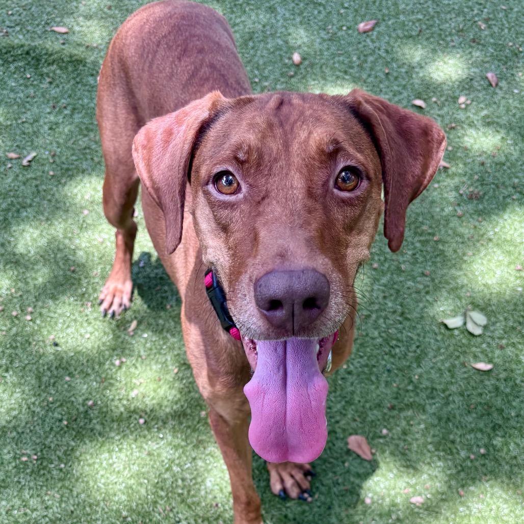 Lenora, a Adoptable Mixed Breed in Titusville, FL image 1/4