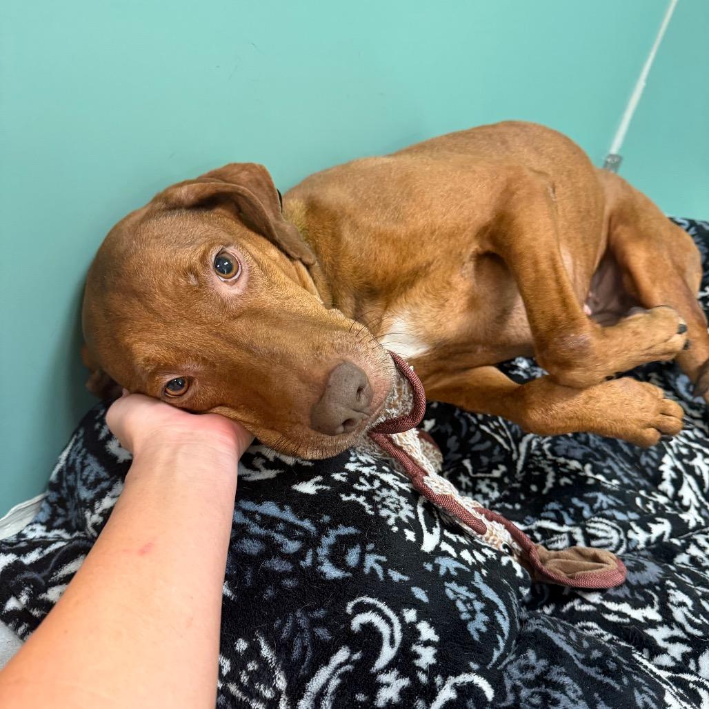 Lenora, a Adoptable Mixed Breed in Titusville, FL image 2/4