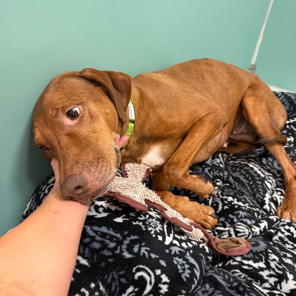 Lenora, a Adoptable Mixed Breed in Titusville, FL image 3/4