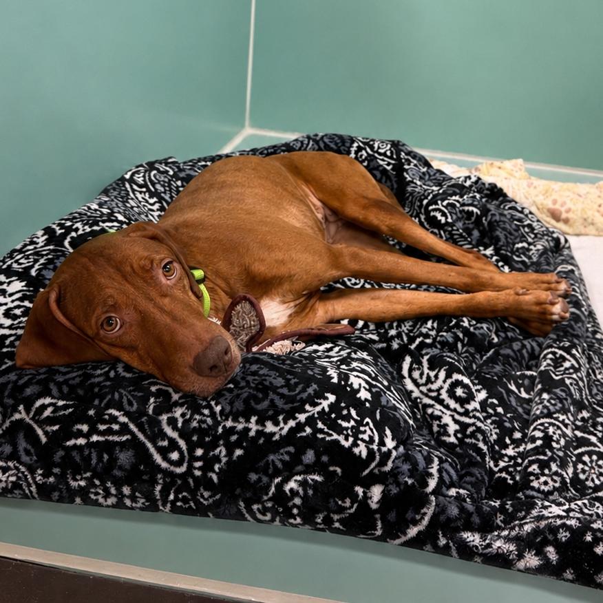 Lenora, a Adoptable Mixed Breed in Titusville, FL image 4/4