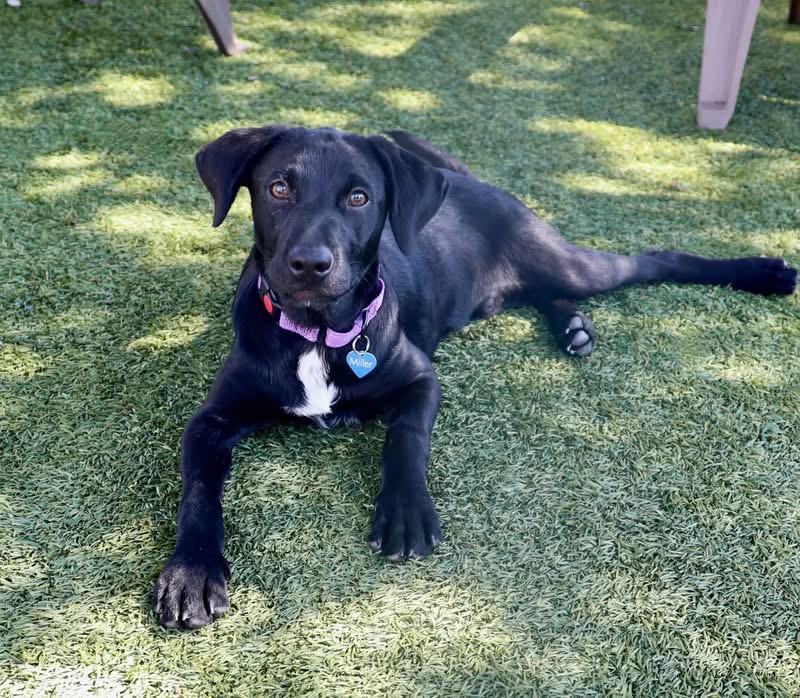 Enlarge Happy, a Adopted mixed breed in Keller, TX image 1/6