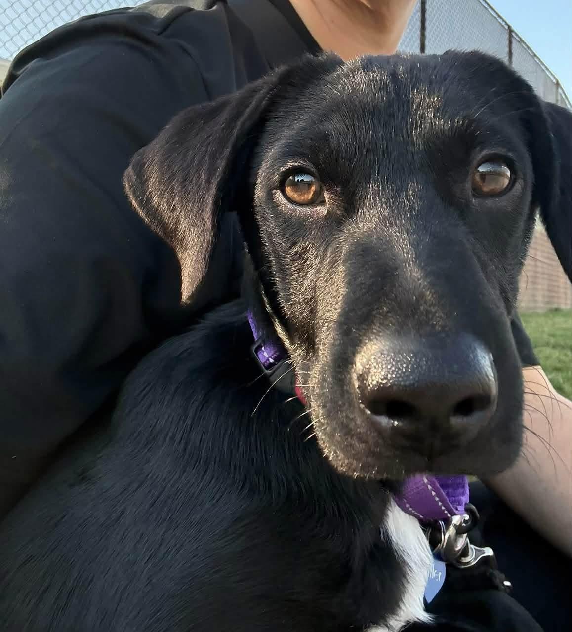 Enlarge Happy, a Adopted mixed breed in Keller, TX image 5/6