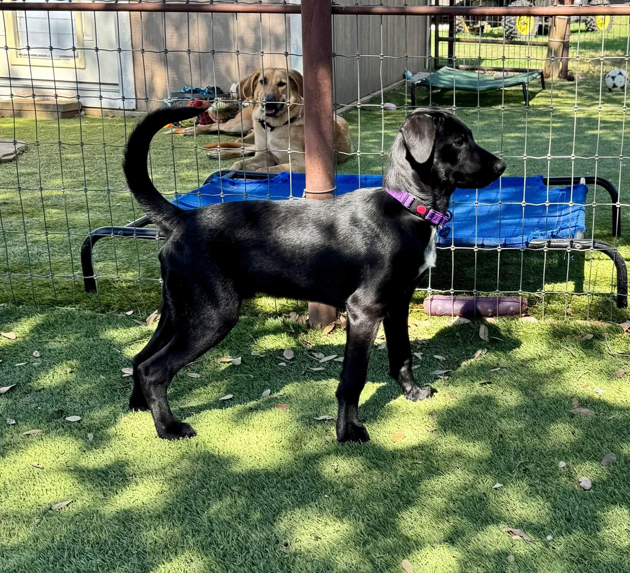Enlarge Happy, a Adopted mixed breed in Keller, TX image 3/6