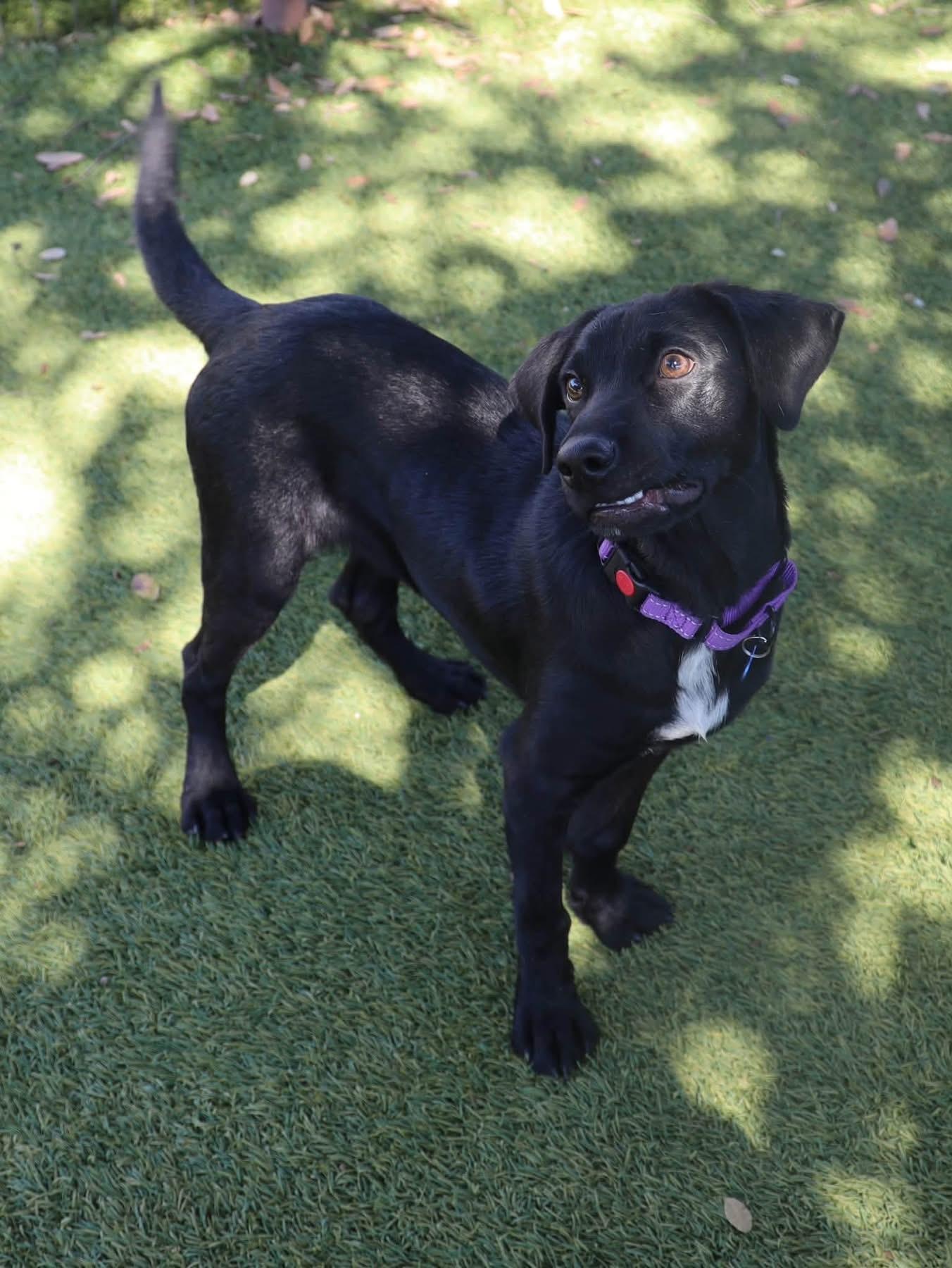Enlarge Happy, a Adopted mixed breed in Keller, TX image 2/6