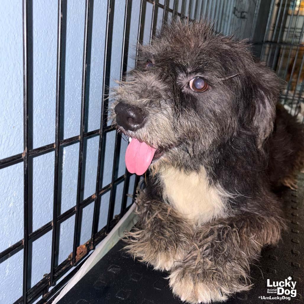 Fiona, Adoptable, Young Female Wire Fox Terrier.
