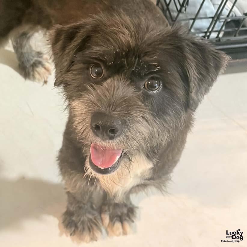 Enlarge Fiona, a Adoptable Wire Fox Terrier in Washington, DC image 2/3