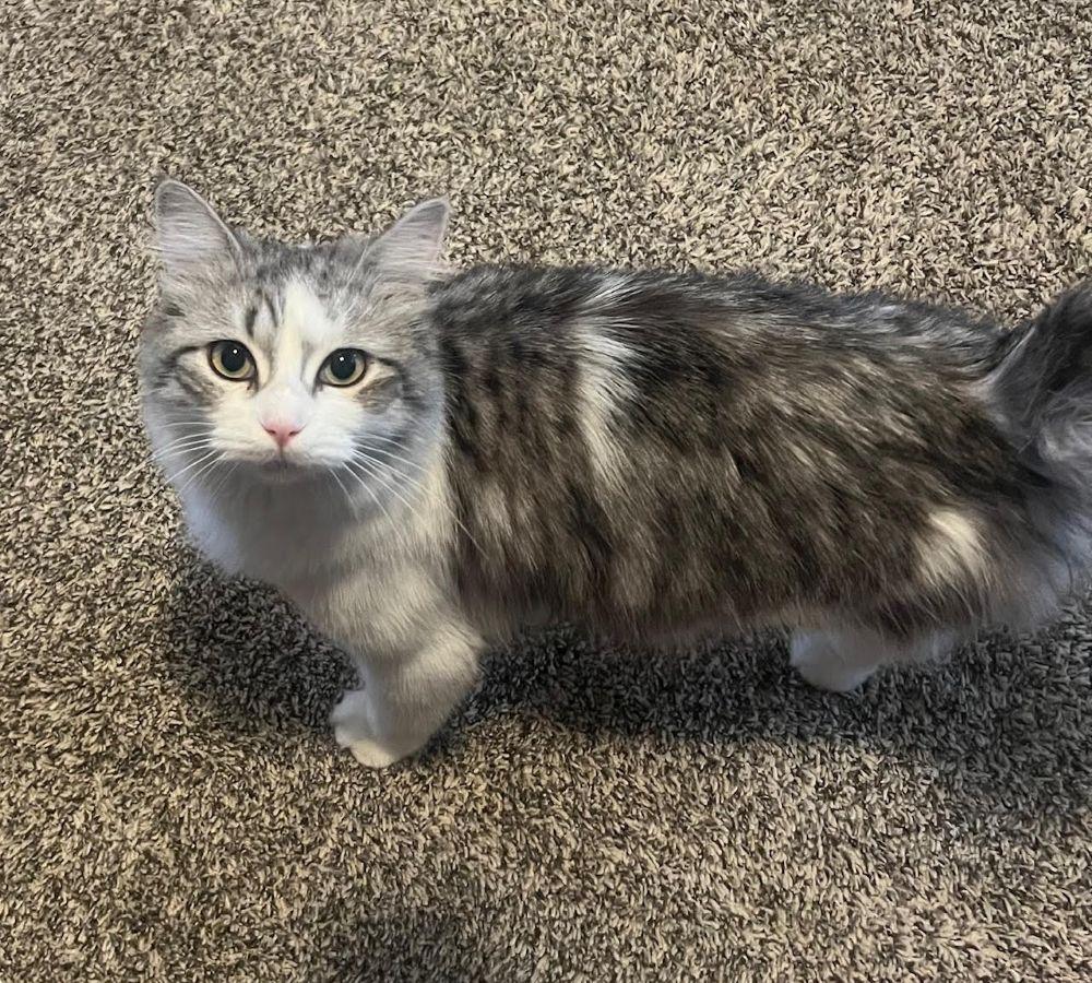 Enlarge Bitsy, a ADOPTABLE Domestic Medium Hair in Barrington, IL image 1/5