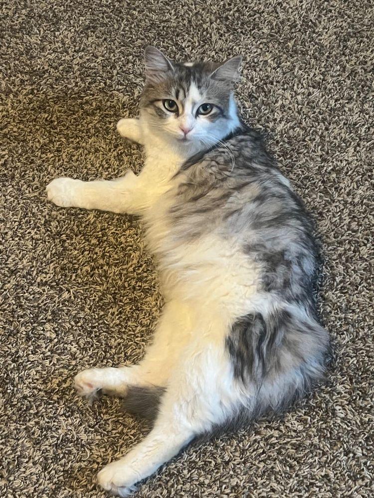 Enlarge Bitsy, a ADOPTABLE Domestic Medium Hair in Barrington, IL image 4/5