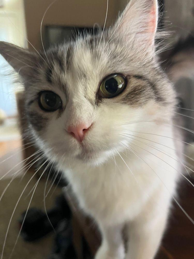 Enlarge Bitsy, a ADOPTABLE Domestic Medium Hair in Barrington, IL image 2/5