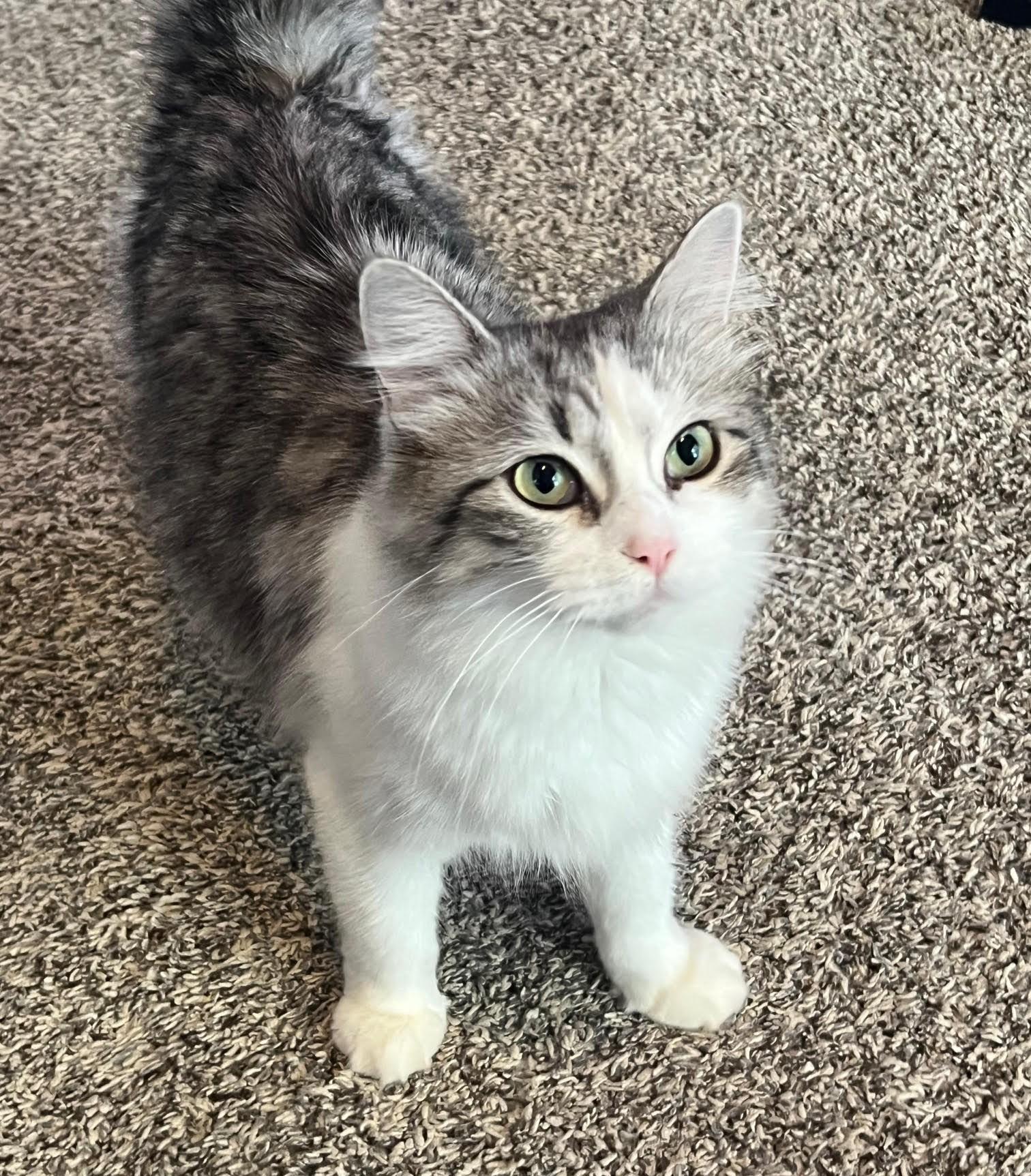 Bitsy - beautiful SILVER coat! , adoptable, Young Female Domestic Medium Hair & Norwegian Forest Cat.