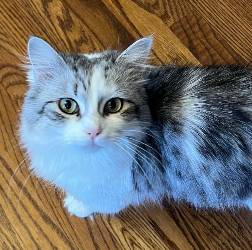 Bitsy - beautiful SILVER coat! , an adoptable mixed breed in Barrington, IL image 1/6