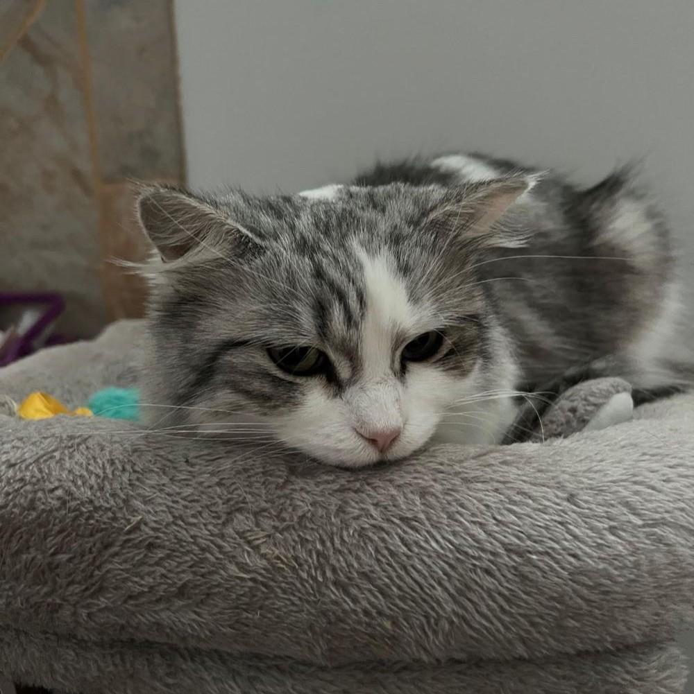 Enlarge Bitsy - beautiful SILVER coat! , a ADOPTABLE Domestic Medium Hair in Barrington, IL image 1/6