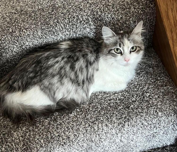 Enlarge Bitsy, a ADOPTABLE Domestic Medium Hair in Barrington, IL image 5/5