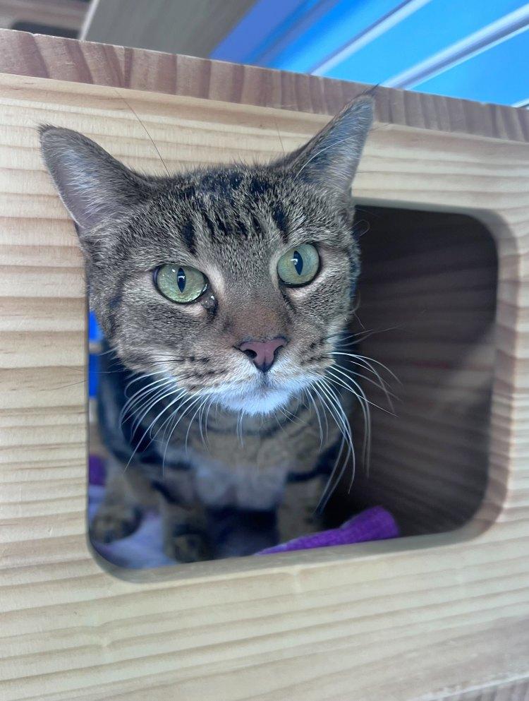 Urbie, Adoptable, Senior Male Domestic Short Hair.