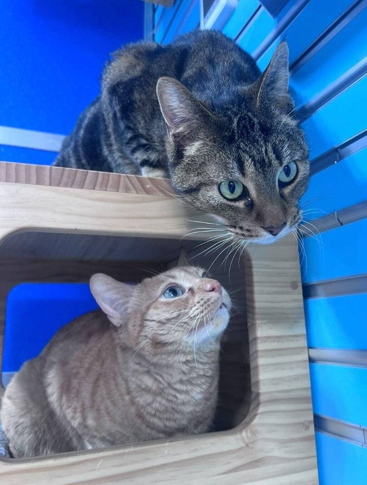 Urbie, a Adoptable Domestic Short Hair in Colorado Springs, CO image 2/3