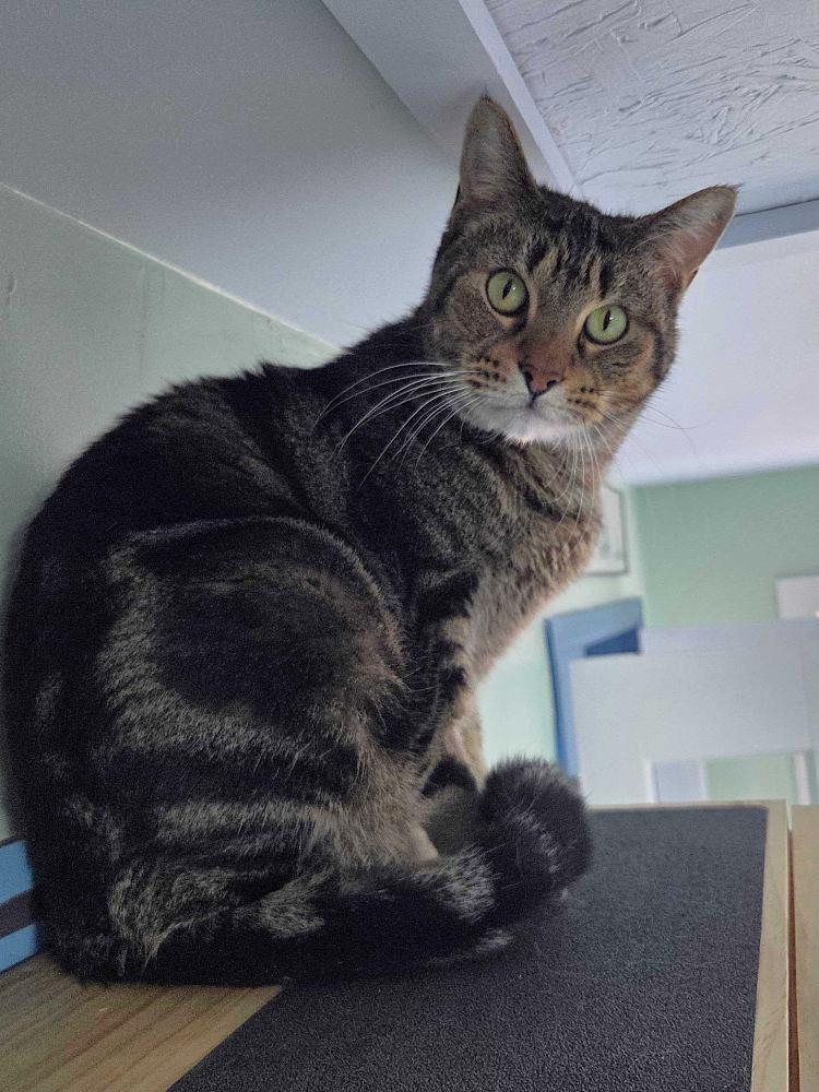 Urbie, a Adoptable Domestic Short Hair in Colorado Springs, CO image 3/3