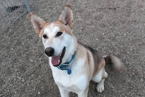 Arlo, an adoptable Mixed Breed in Pierre, SD image 1/3
